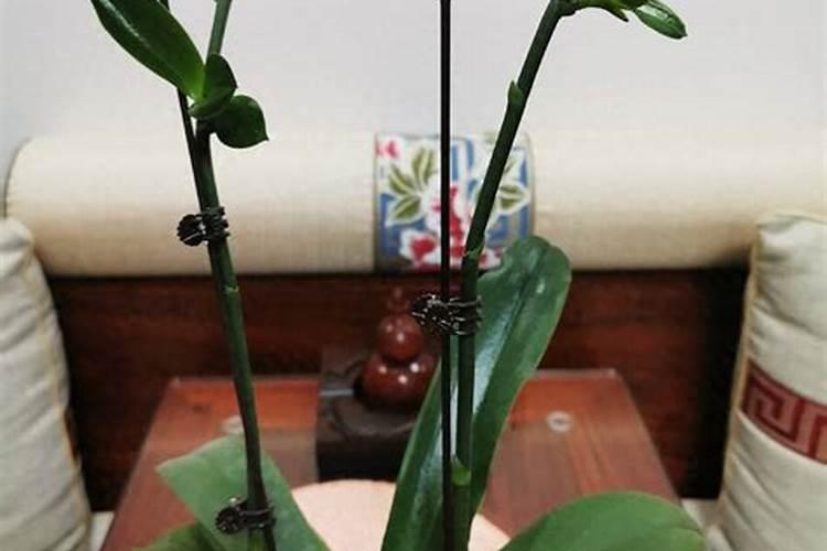 蝴蝶兰出花剑后怎样施肥