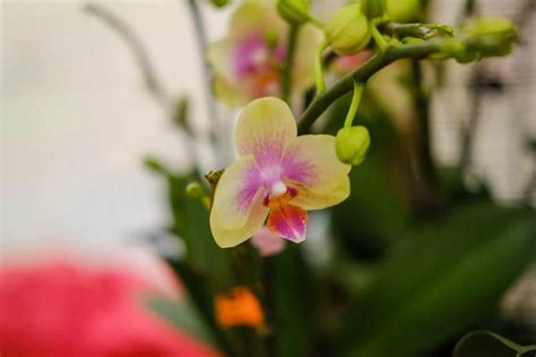 蝴蝶兰长花剑怎么施肥