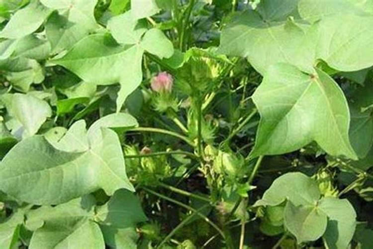 异菌脲和什么杀菌剂复配效果最佳