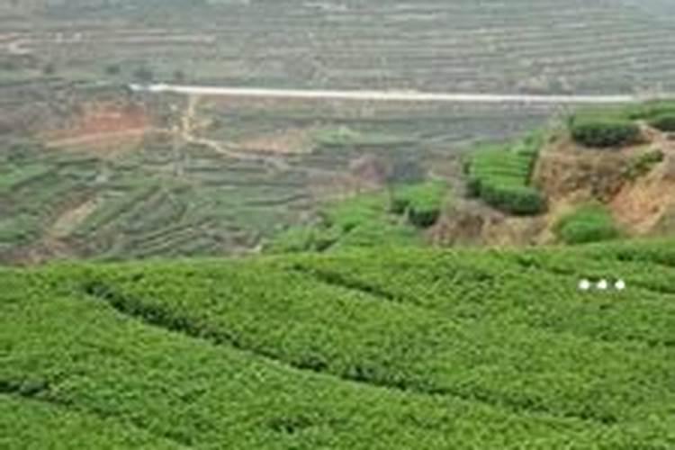 普洱茶渣可以做肥料吗