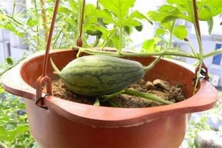 油菜施什么肥好？