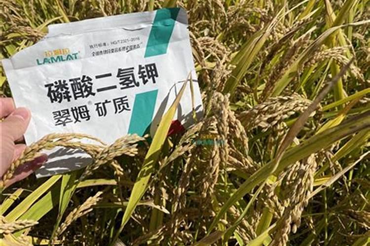 栽培马铃薯如何施用种肥？