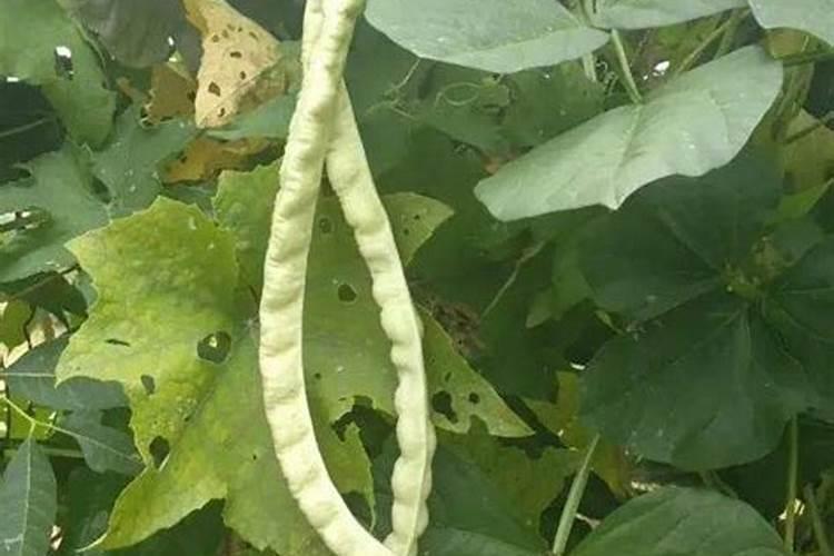 请问芸苔素可以直接喷在豆角上吗？