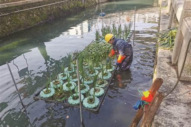 铵态氮适合什么植物吸收