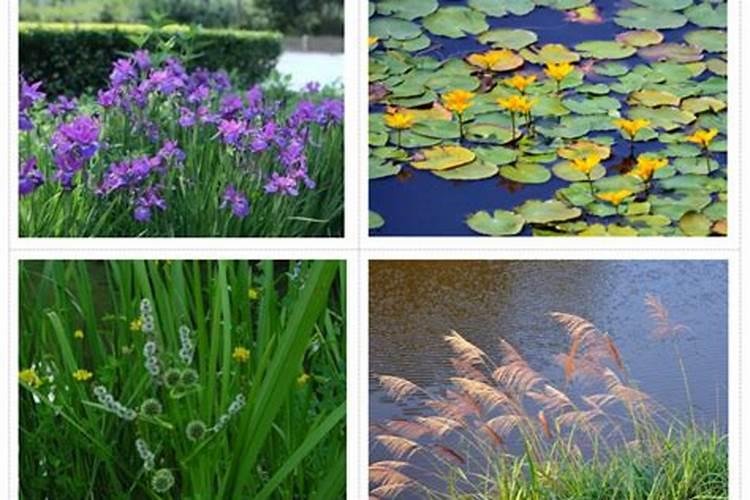 水生植物怎么养