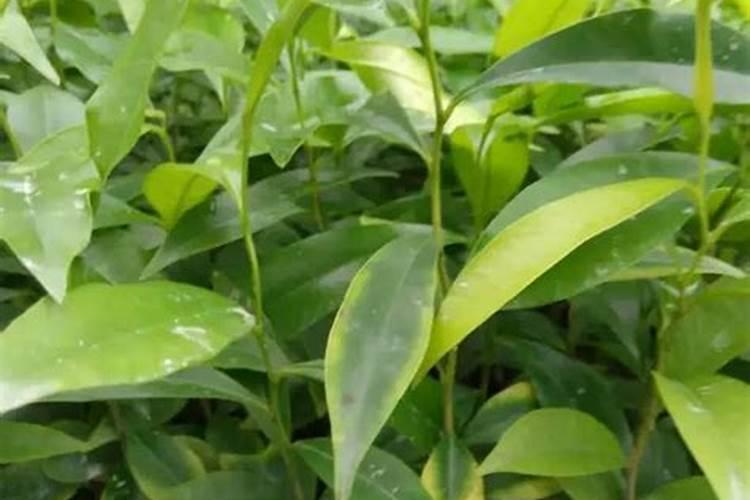 沉香种植方法与技术