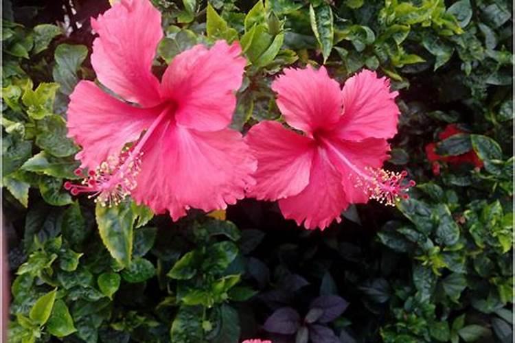 朱槿花怎么养才能开花