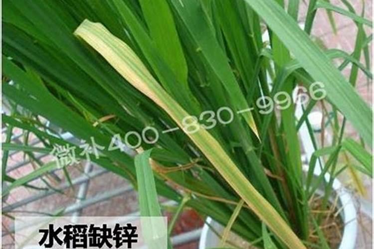 煮熟的黄豆埋在土里