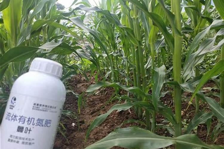 芸苔内酯适合打什么蔬菜