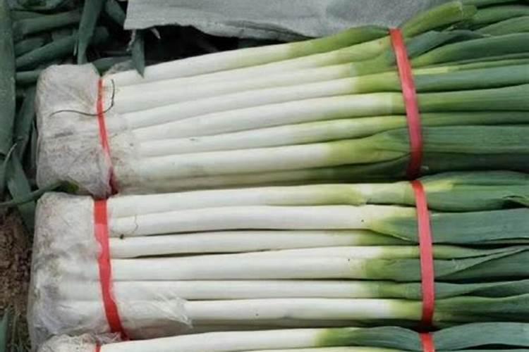 怎么样快速找到大葱的批发商？