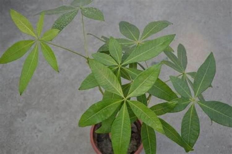 我在鱼岗里放些植物,他们到底是制造氧气还是消耗氧气？