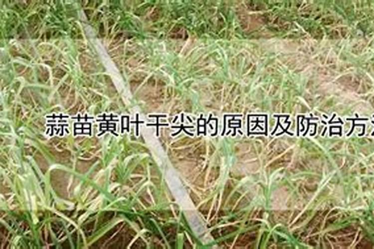 微补红果力微补红果力的使用方法