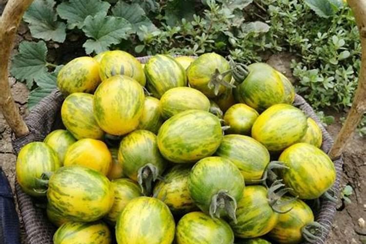 柿子树结柿子后用什么肥料膨果？