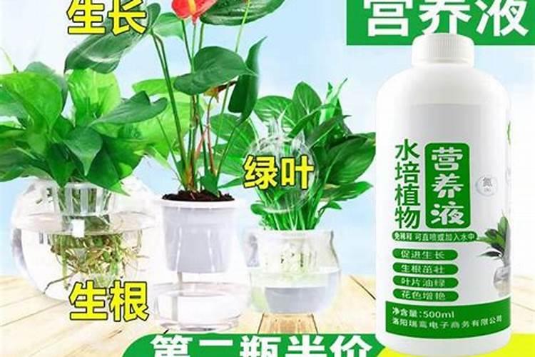 月季根系不好怎么养根