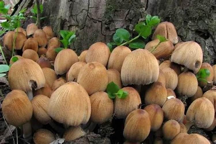 植物叶子油亮用什么肥(叶子油光发亮)