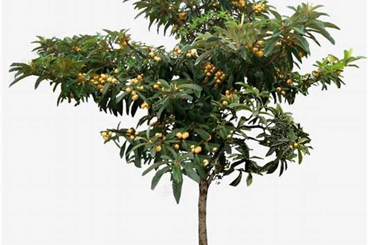 尿素可以用来给栀子花施肥吗 尿素能不能用来给栀子花施肥的呢