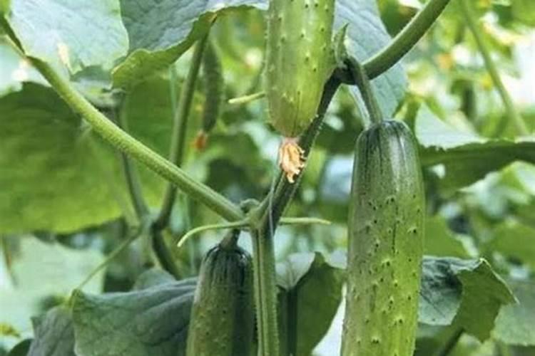 黄瓜用平衡肥好还是高钾肥 黄瓜用什么肥料好