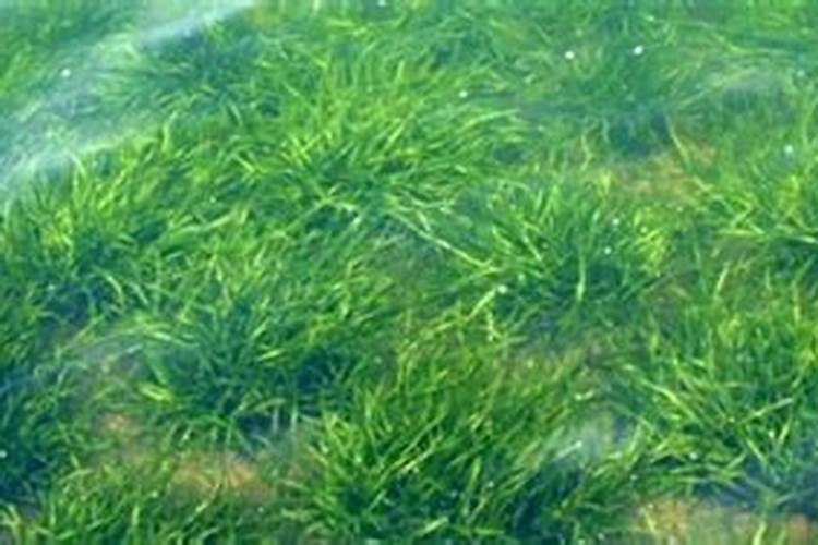 改善鱼池水质的方法。