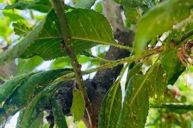 花芽分化用什么叶面肥