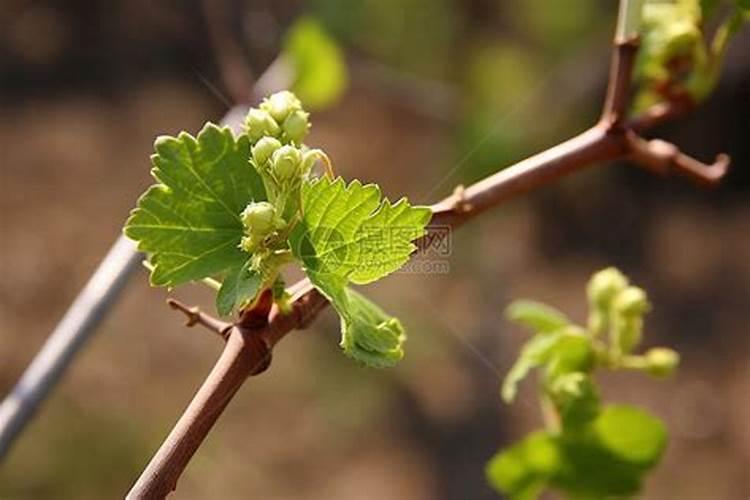 果树叶面肥有哪些