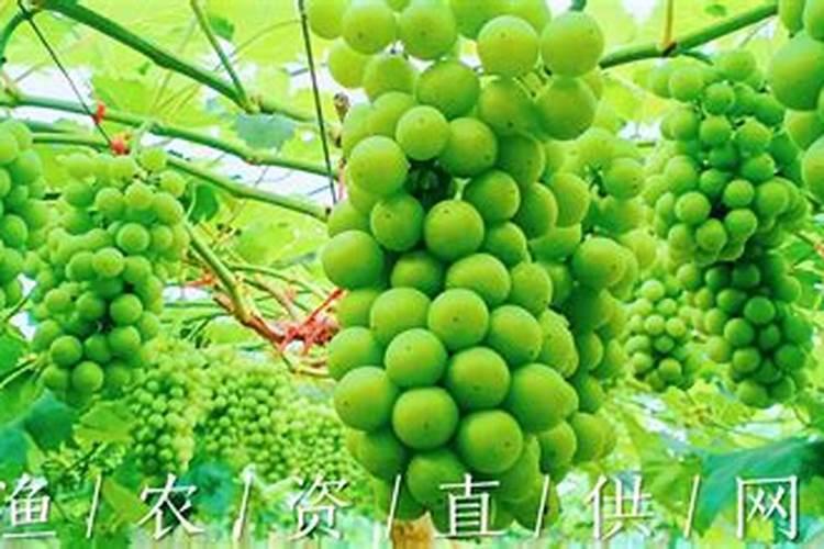无花果果树如何施肥 无花果果树施肥方法及时间