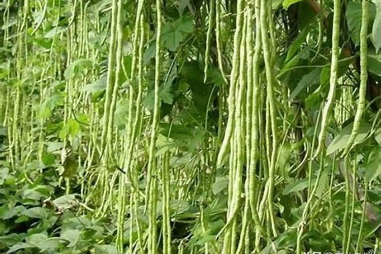 豇豆高产施肥,适合用什么肥料？需要注意什么？