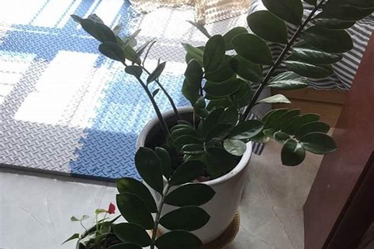 养钱串子用什么肥料好