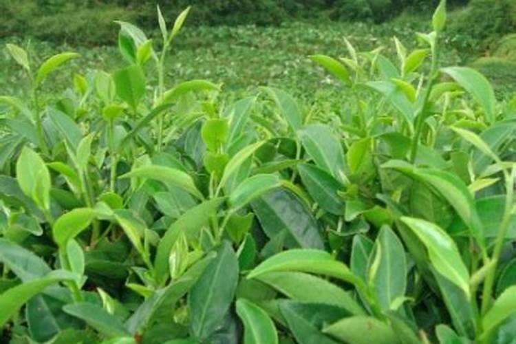 茶苗移栽后多久施肥