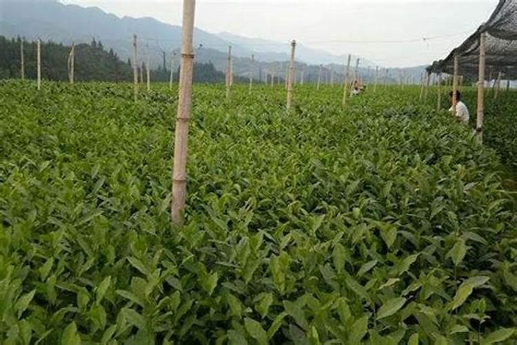 小茶苗什么时间适合施肥 小茶苗什么时候施肥