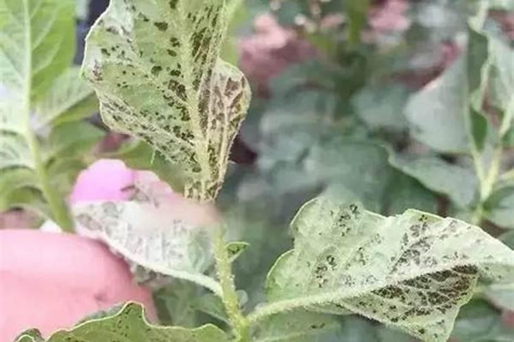 土豆地氮肥过量怎么办？