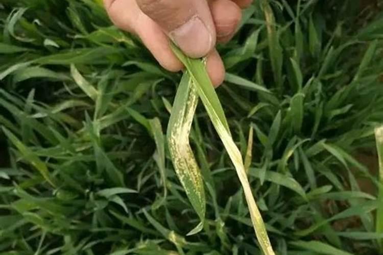 菠菜喜欢什么肥料 菠菜最喜欢什么肥料