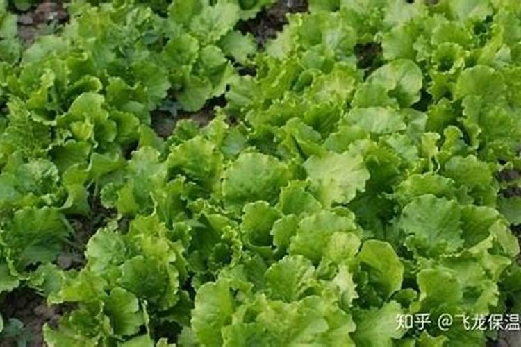 生菜生长周期多少天