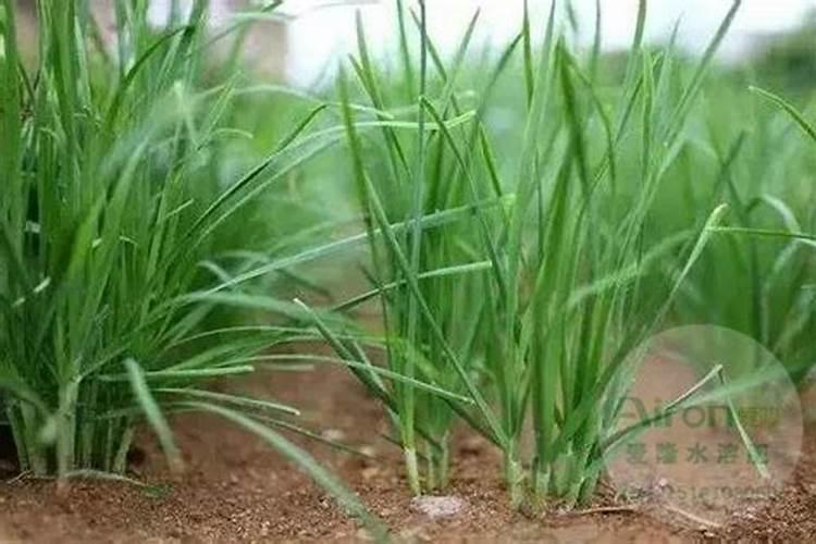 种韭菜需要什么肥料？有没有好肥料推荐一下？