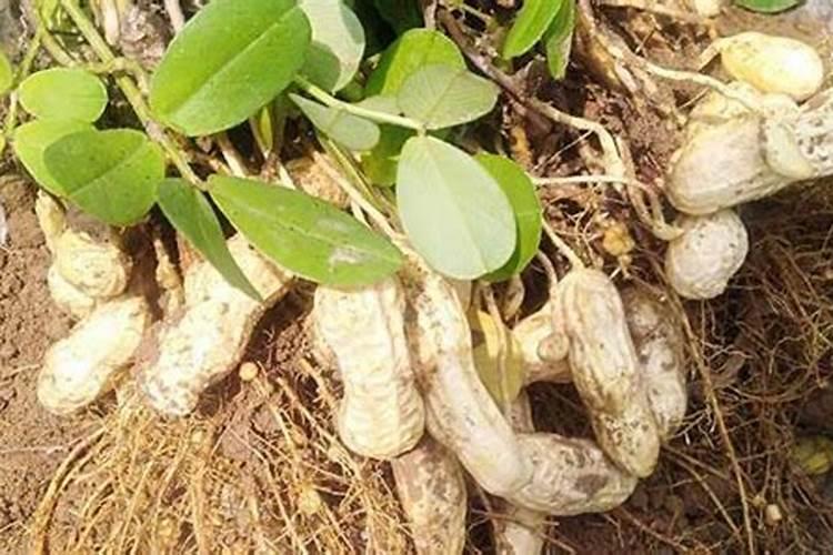 怎么种露天花生高产 花生三遍药使用的最佳时间