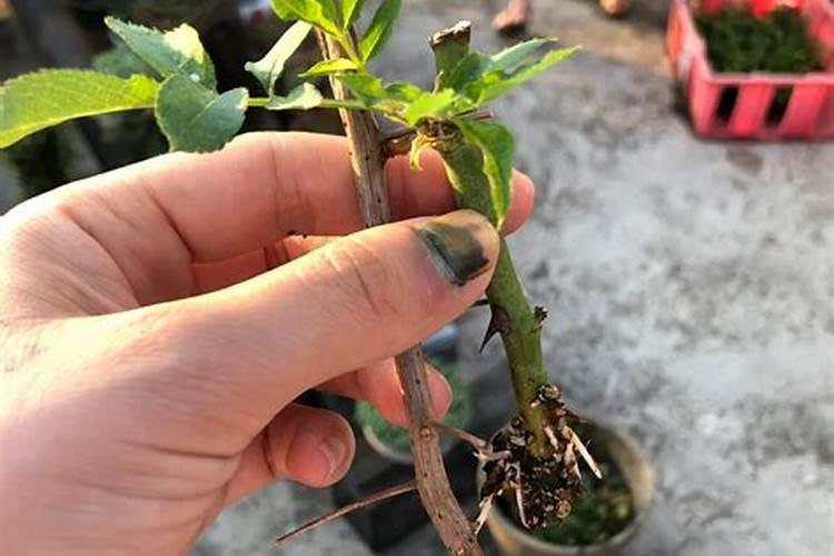 什么肥料对兰花发芽生根开花最好