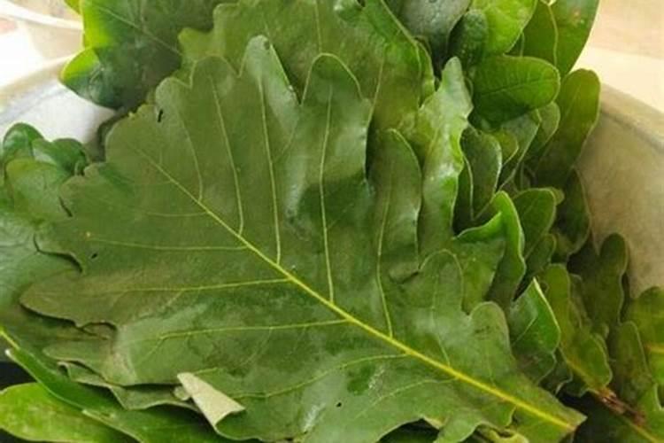 烂菜叶子可以做肥料吗
