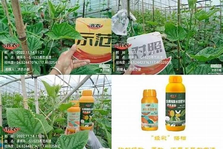 叶绿素叶面肥喷在秧田里能用几次吗？