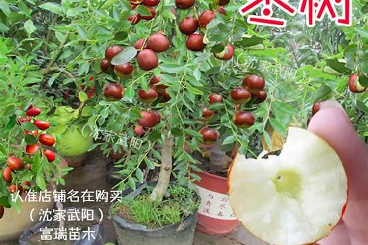 种植枣树时,在管理上有哪些需要注意的问题？
