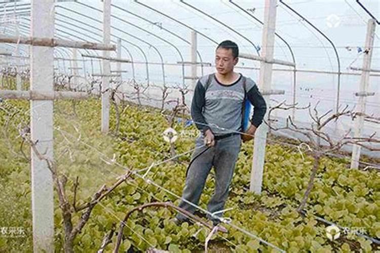 葡萄挂果三个月葡萄开始干枯应用啥药