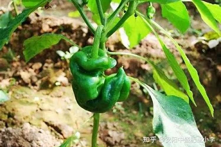 种植菜椒怎么预防出现畸形果