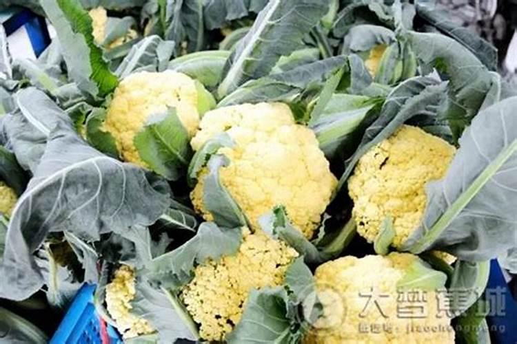 种菜用什么肥料最好