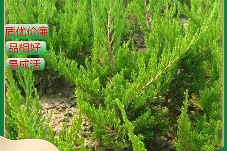 白醋浇韭菜正确方法