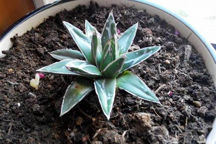 氮肥可以兑水浇花吗