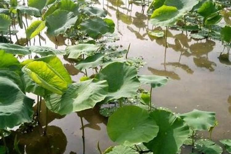 种植大姜想要产量高、品相好,都有哪些技巧？