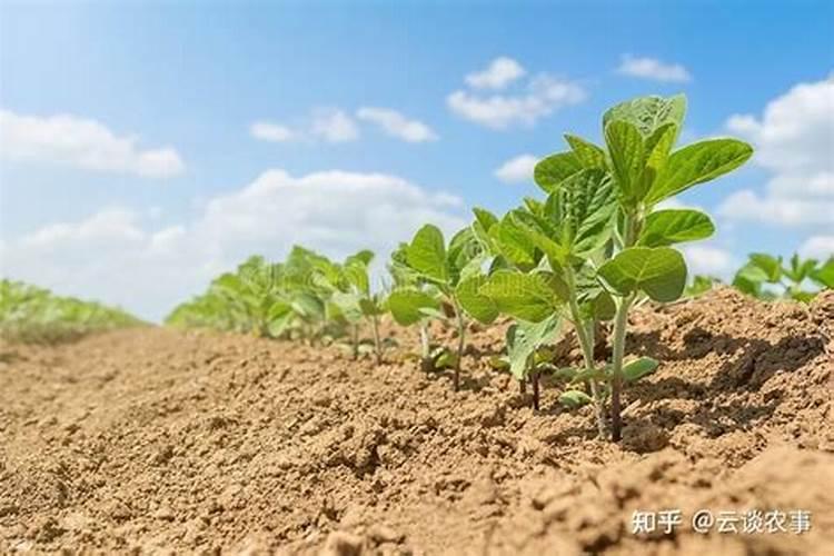 柑橘施肥技术及水溶肥