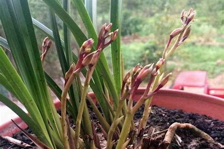 兰花换盆后多久施肥