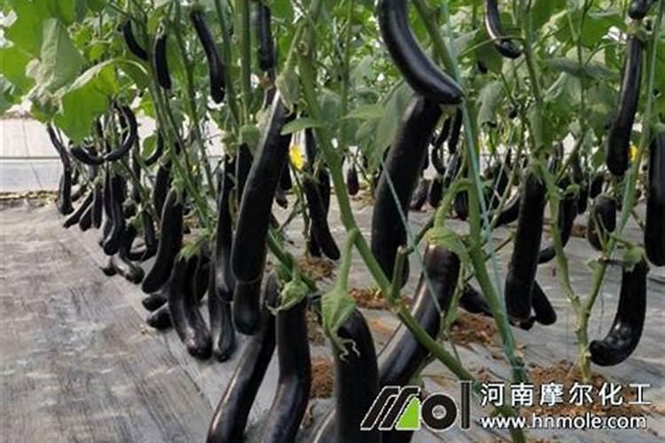 矿源黄腐酸钾哪个厂家好