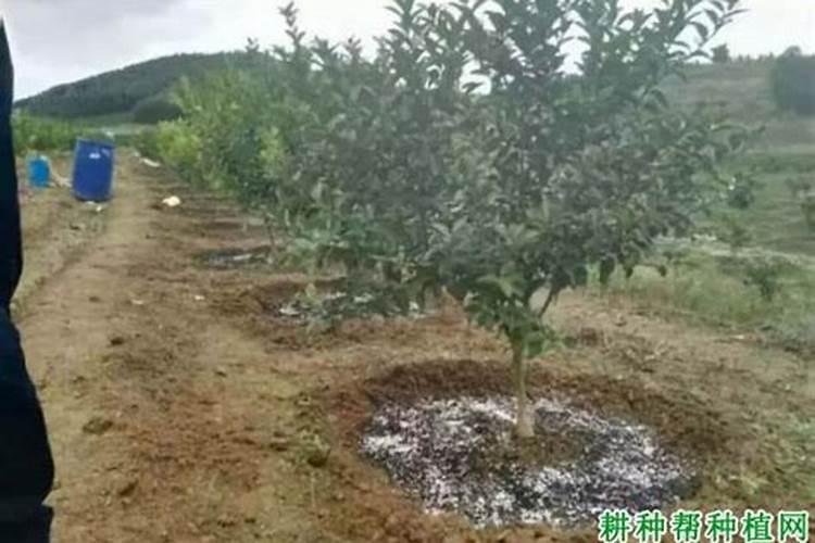 蔬菜打药后几小时可以浇地