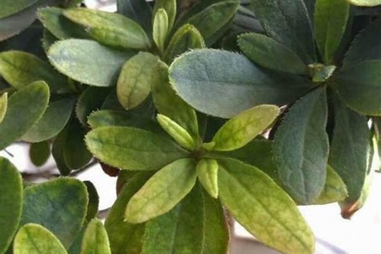 杜鹃花如何正确使用硫酸亚铁