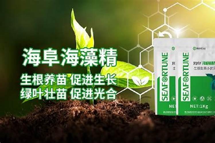 盆景可以用海藻精吗？